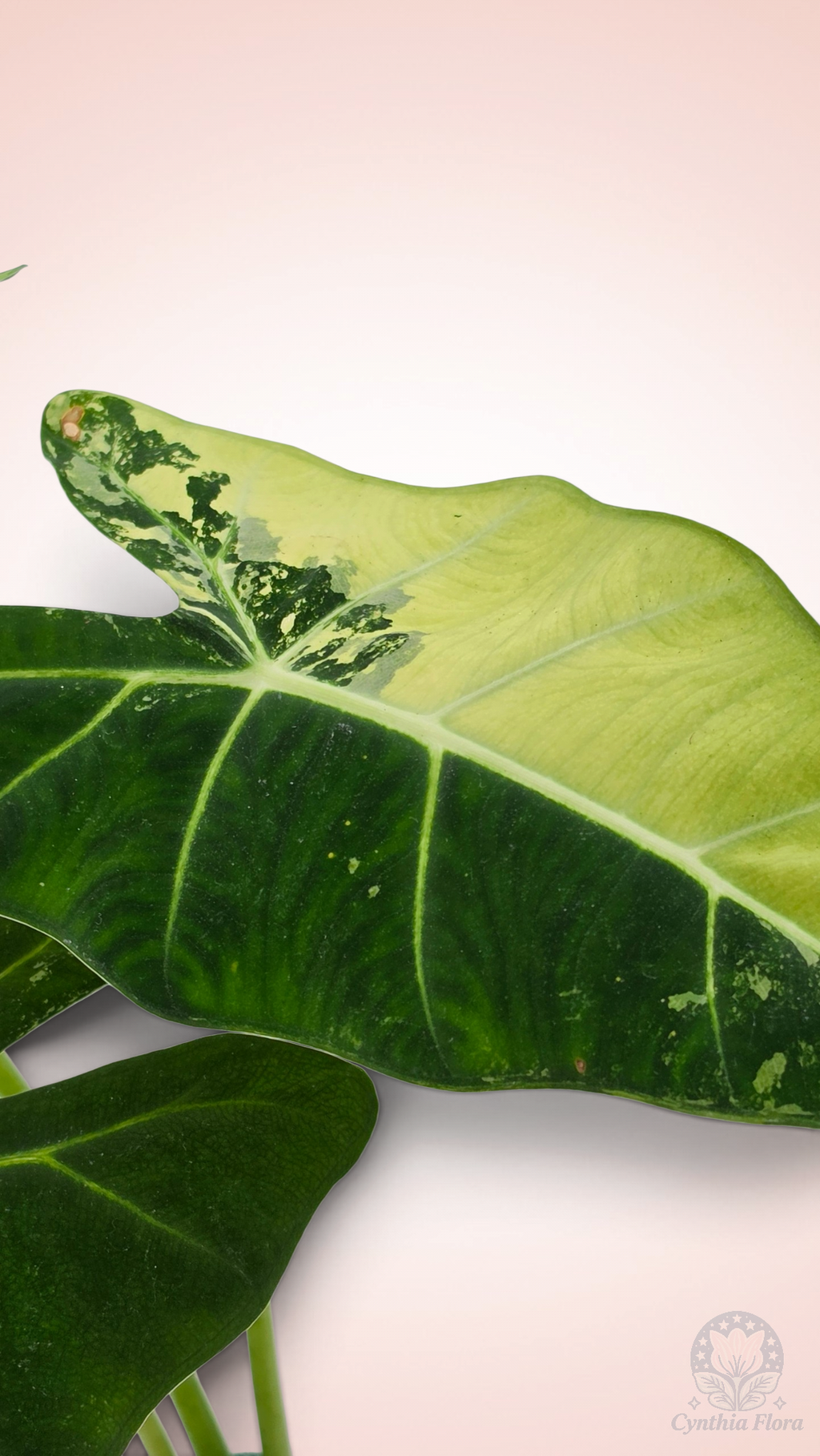 Alocasia Frydek Variegated