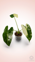 Alocasia Frydek Variegated