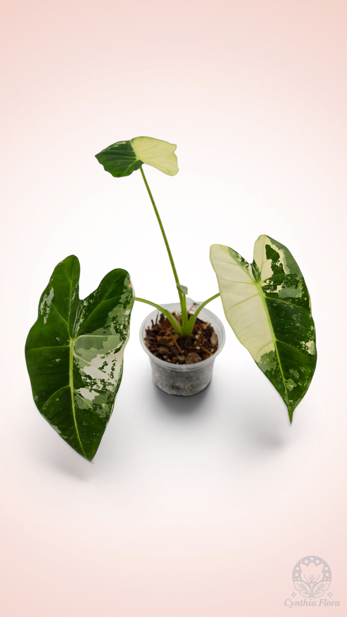 Alocasia Frydek Variegated