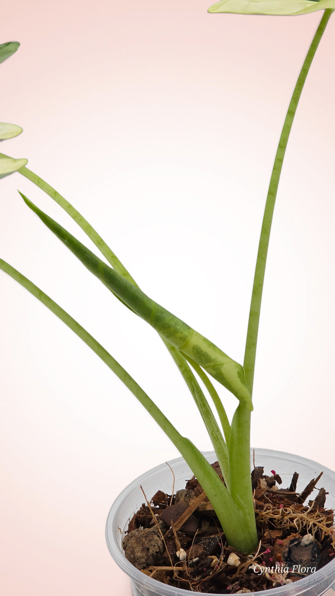 Alocasia Frydek Variegated