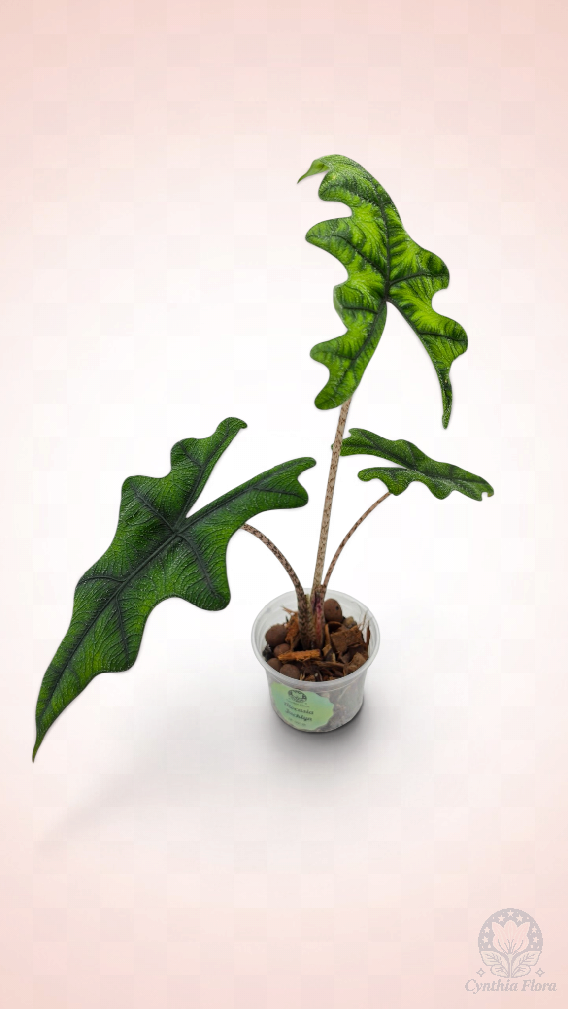 Alocasia Jacklyn