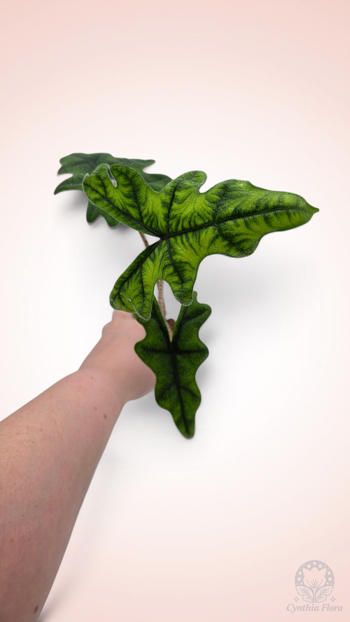 Alocasia Jacklyn
