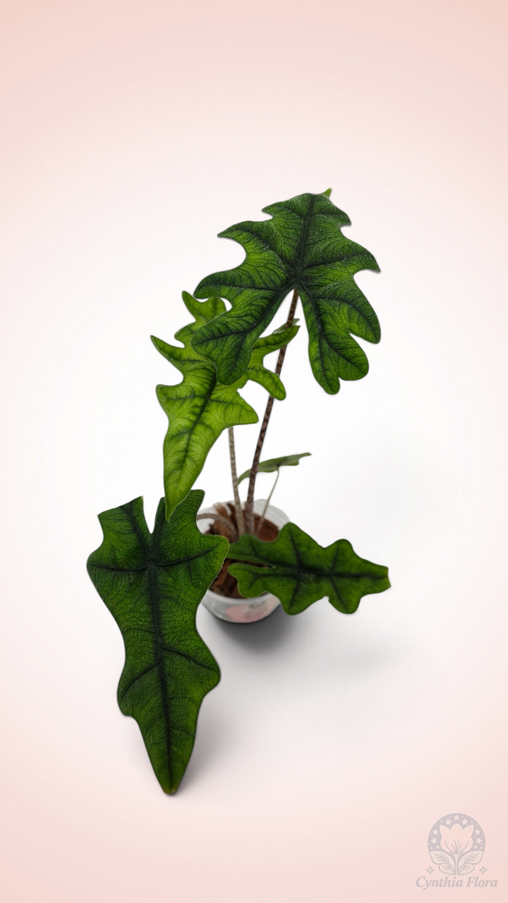 Alocasia Jacklyn
