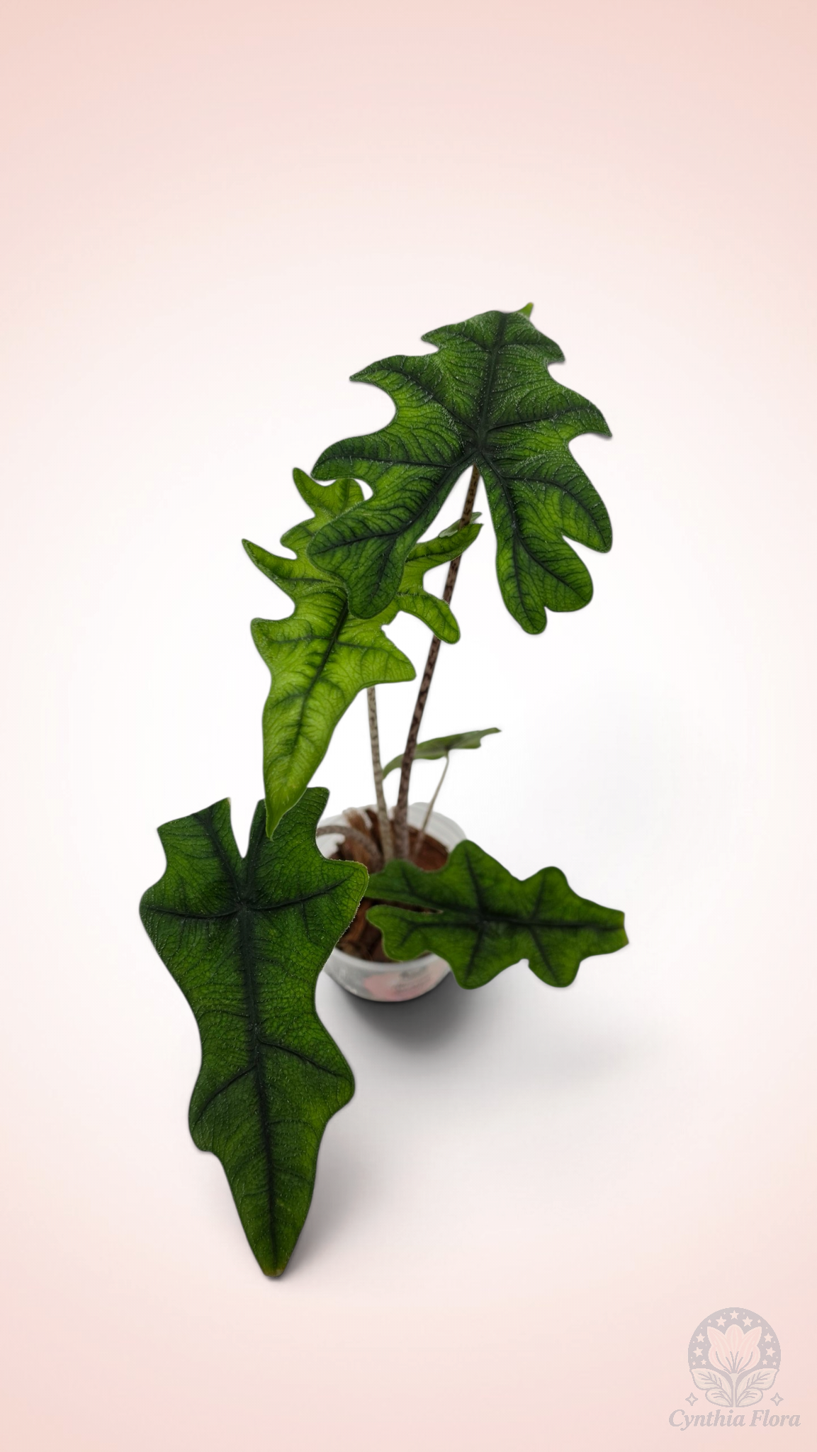 Alocasia Jacklyn