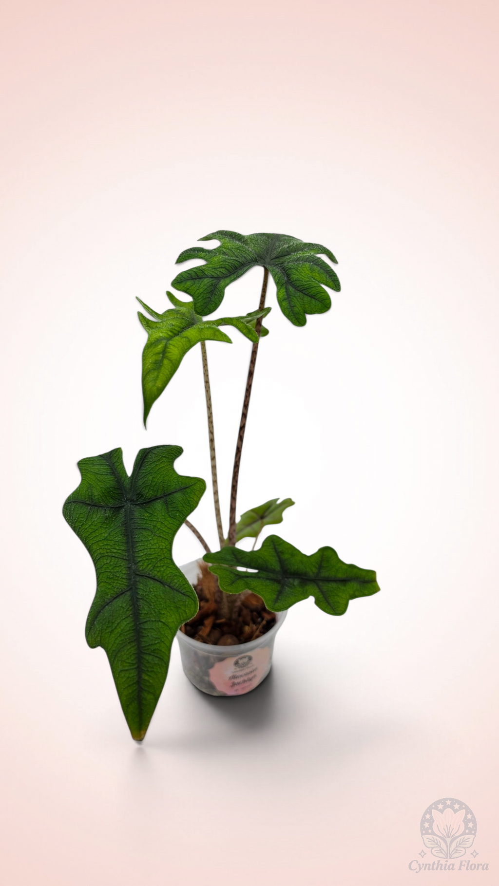 Alocasia Jacklyn