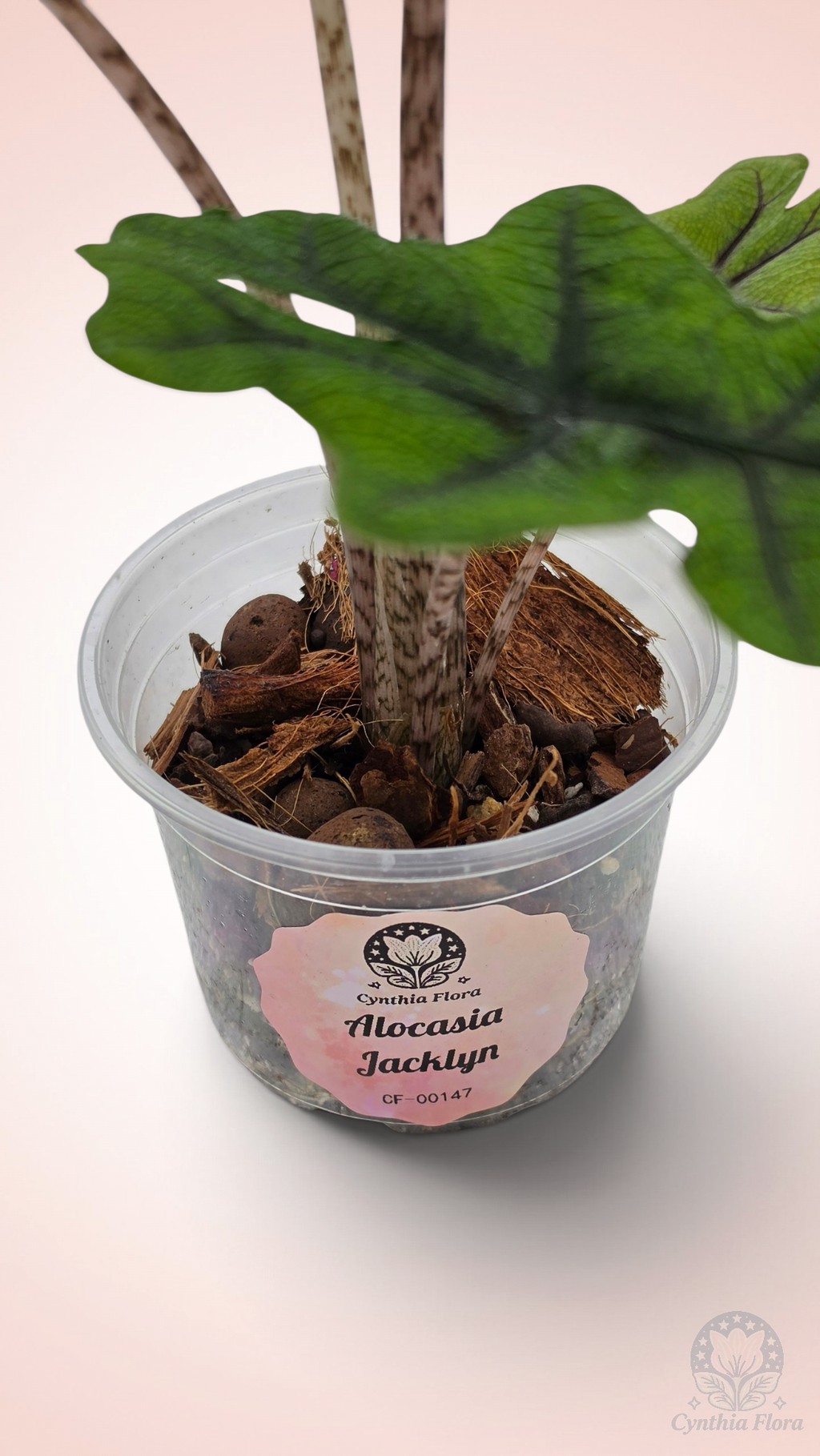 Alocasia Jacklyn
