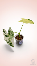 Alocasia Frydek Variegated