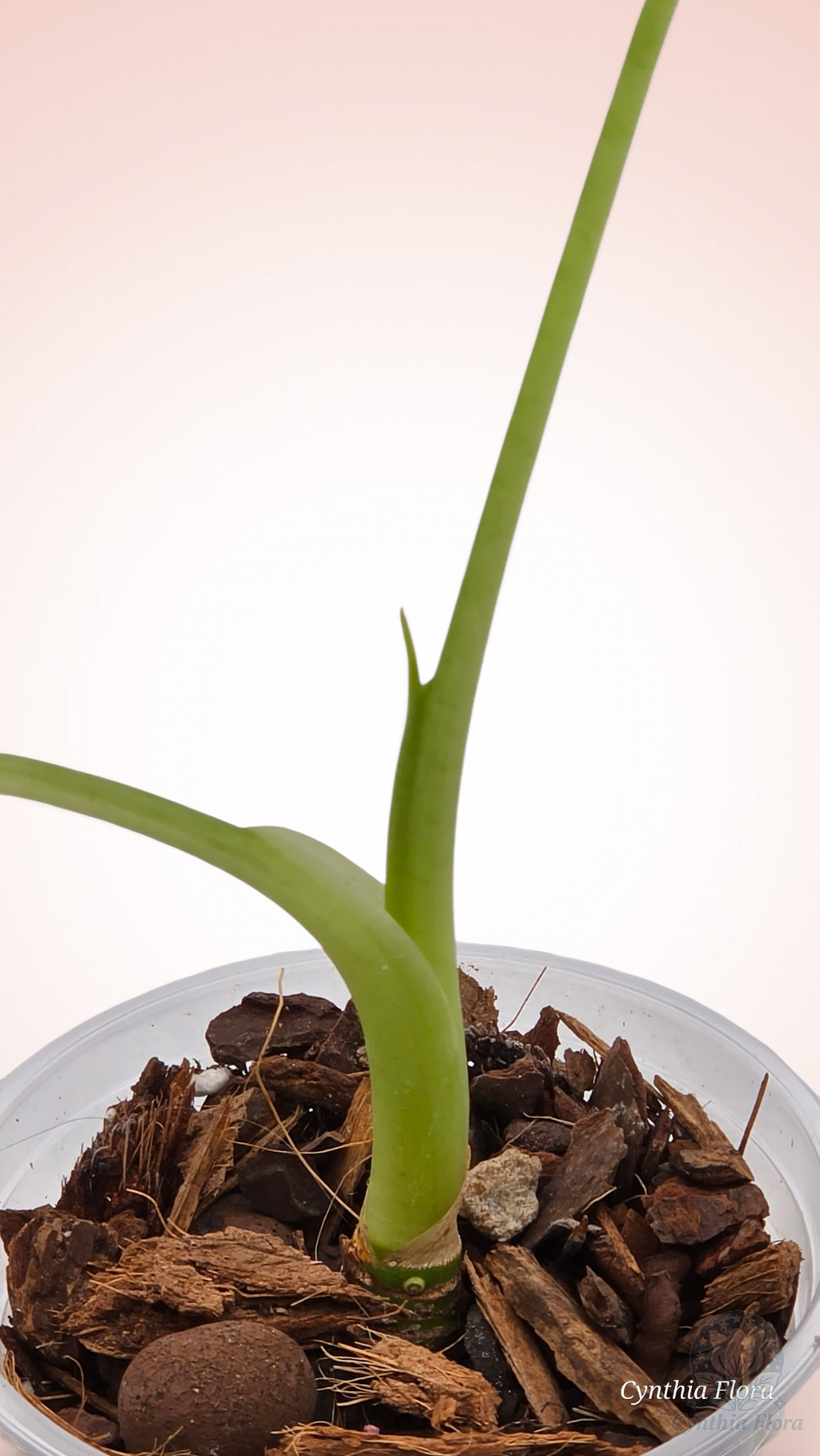 Alocasia Frydek Variegated