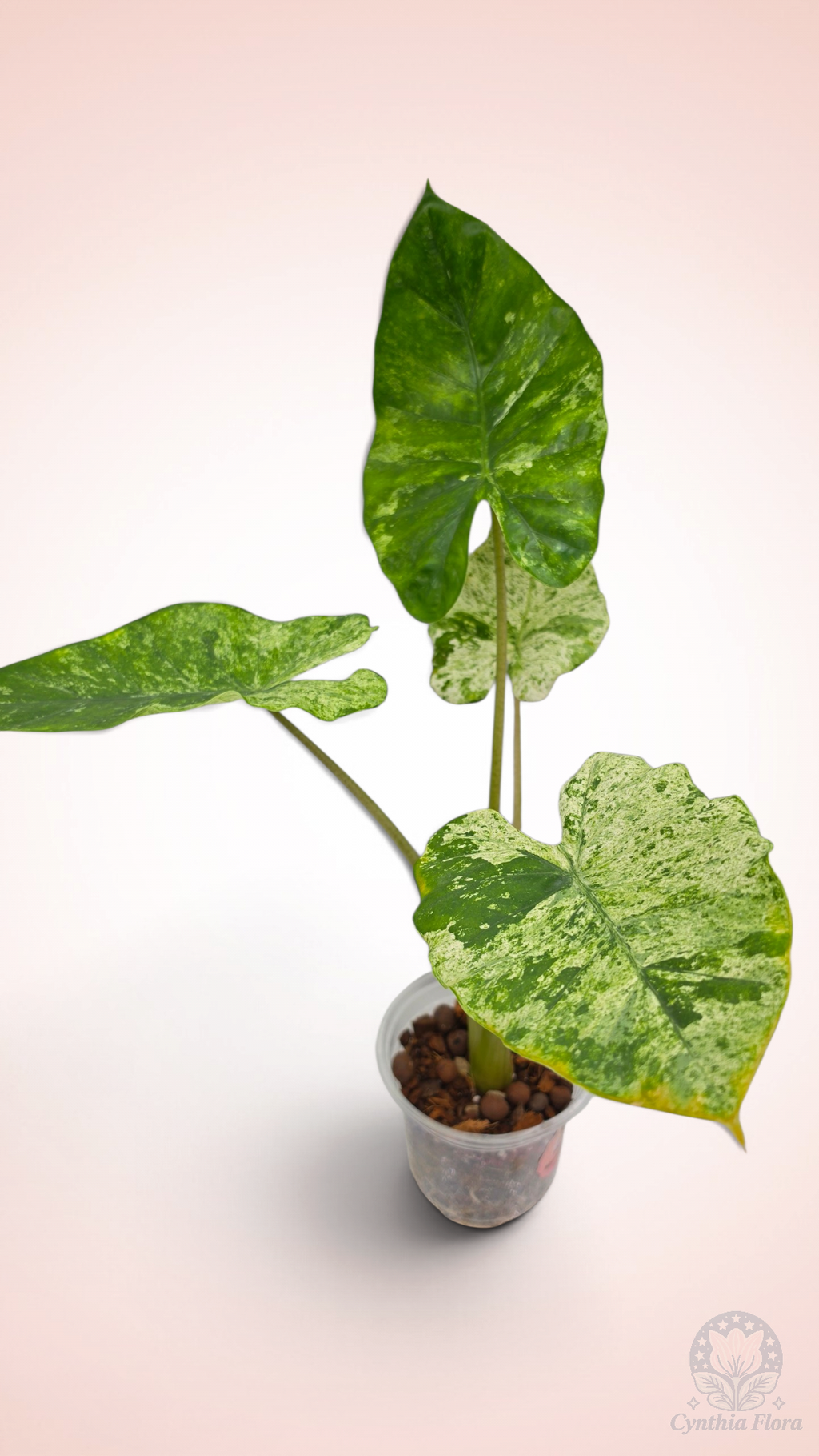 Alocasia Macrorrhiza Camouflage