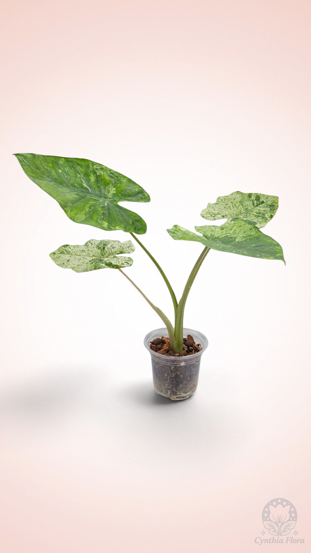 Alocasia Macrorrhiza Camouflage