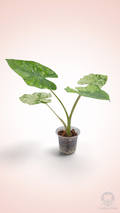 Alocasia Macrorrhiza Camouflage