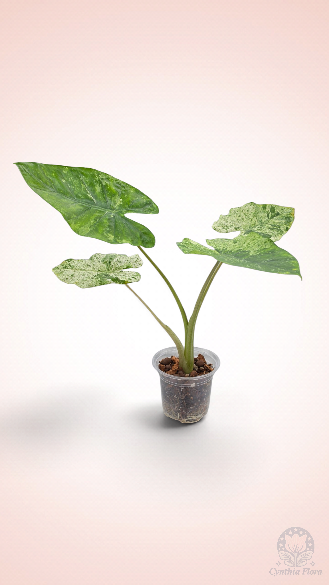 Alocasia Macrorrhiza Camouflage