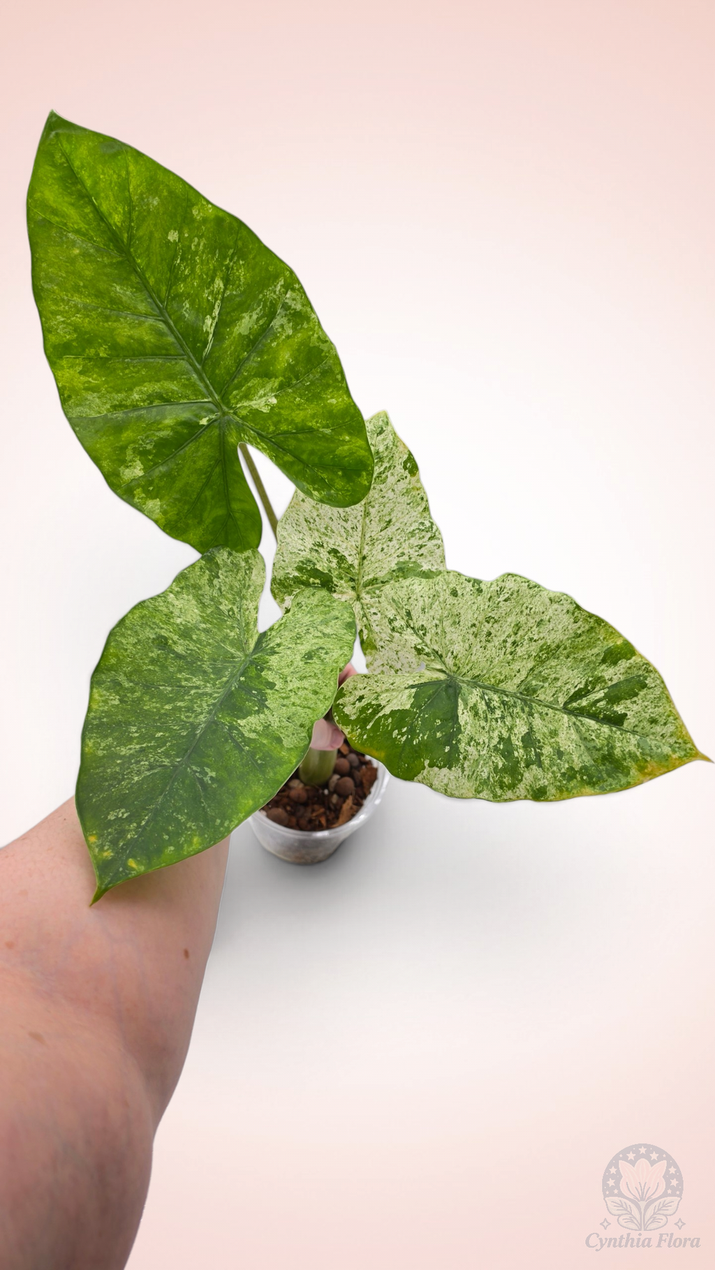 Alocasia Macrorrhiza Camouflage