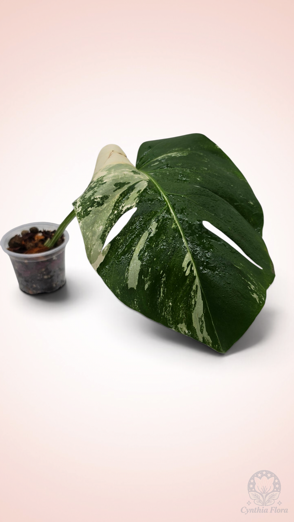 Monstera Albo