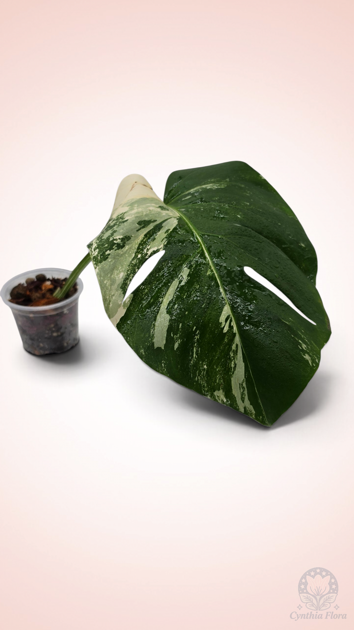 Monstera Albo