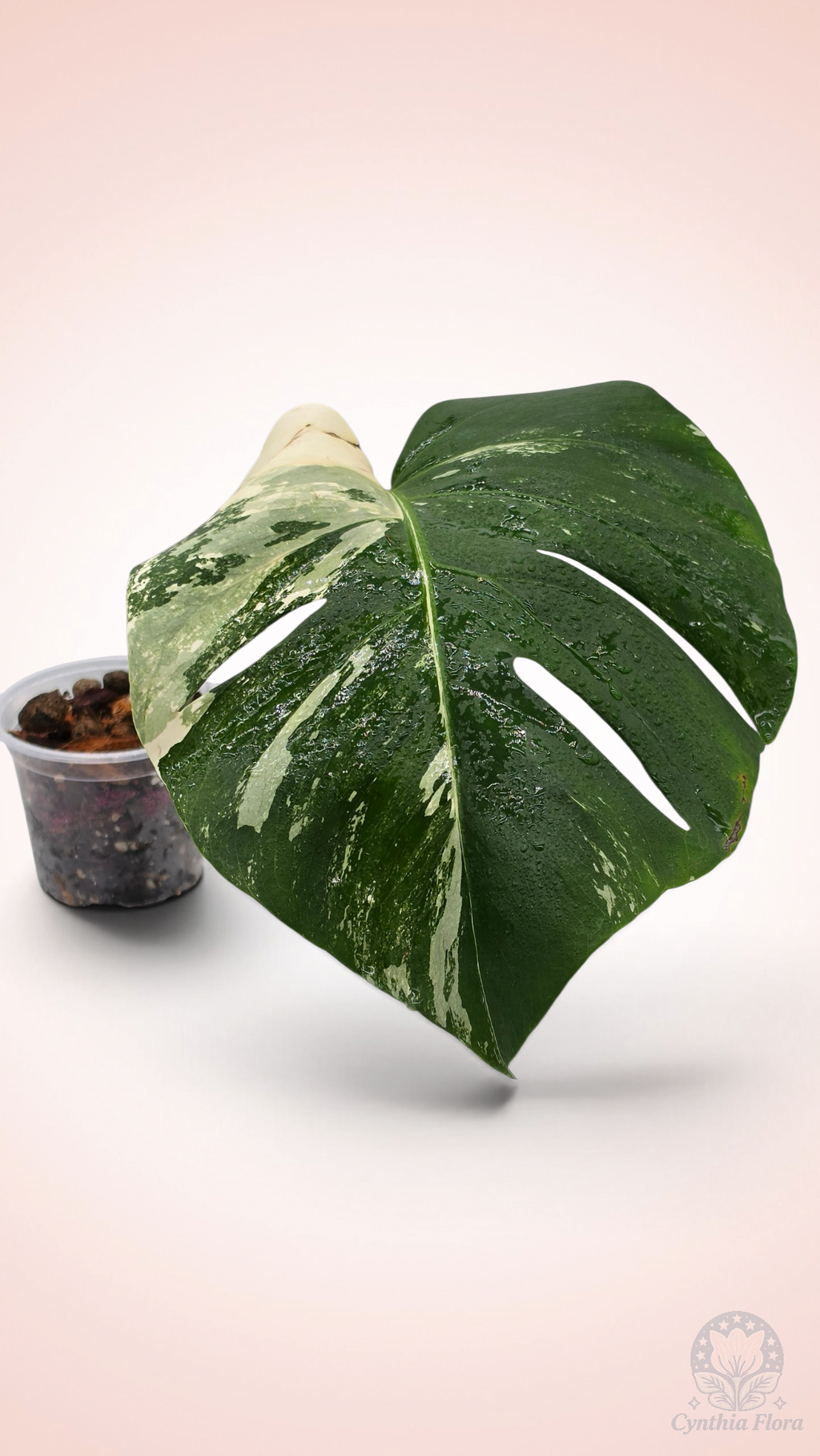 Monstera Albo