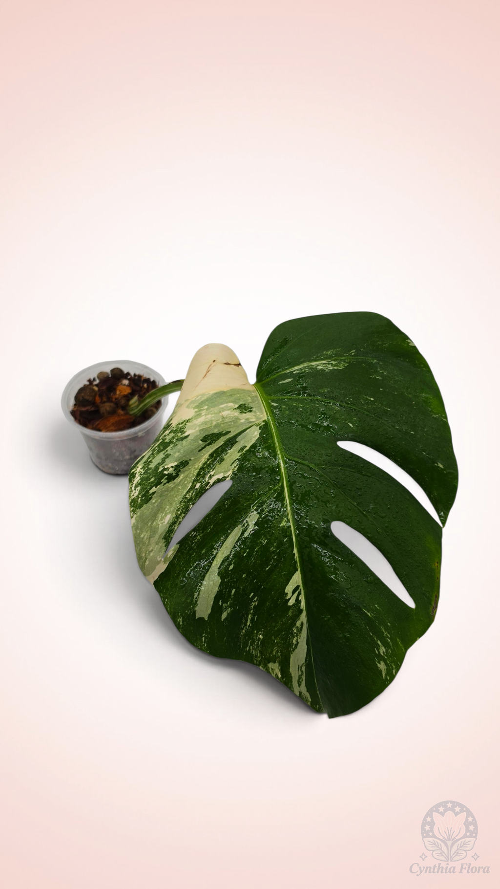 Monstera Albo