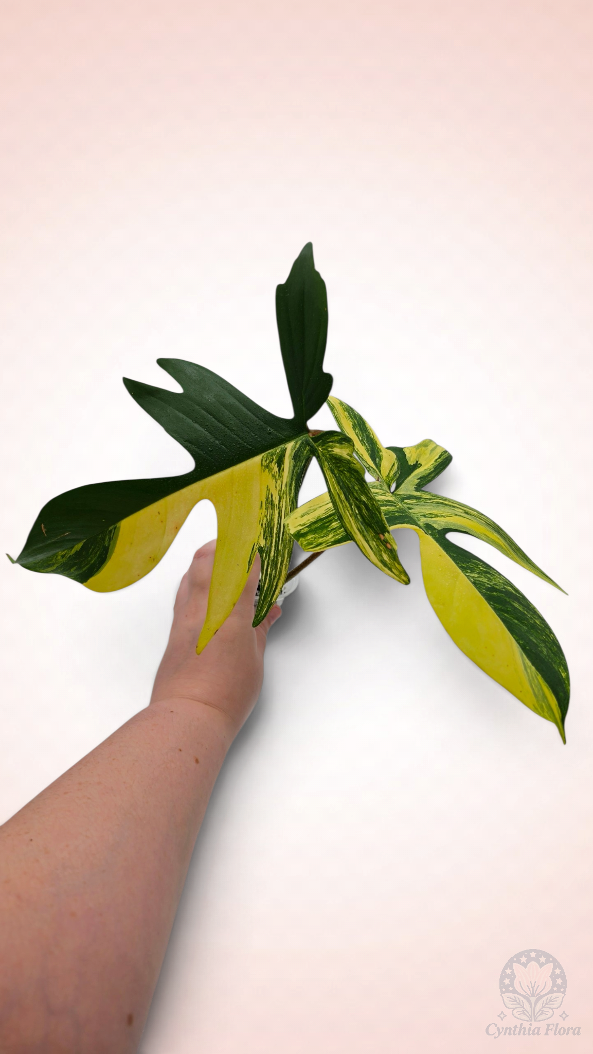 Philodendron Florida Beauty Large