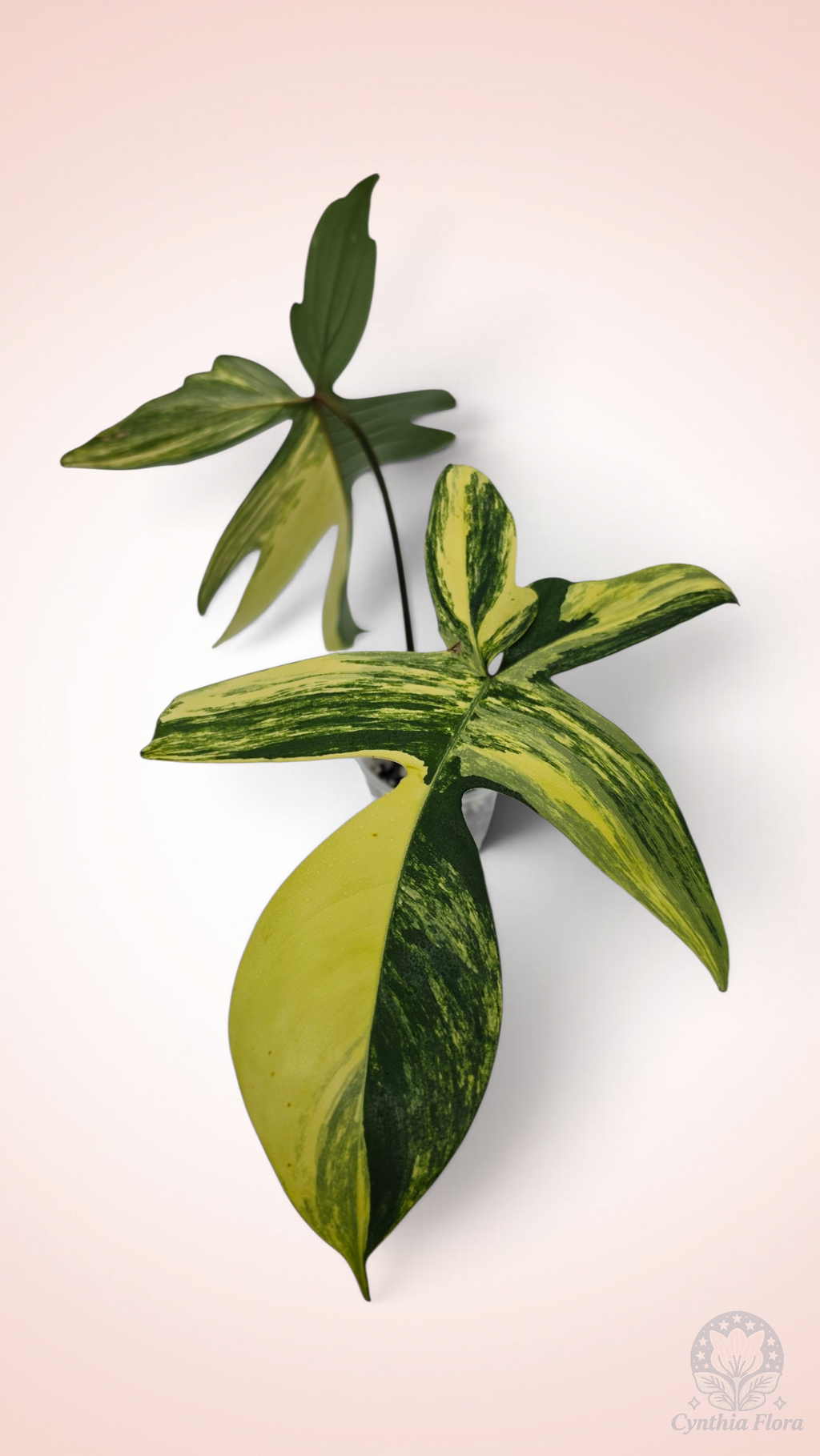 Philodendron Florida Beauty Large