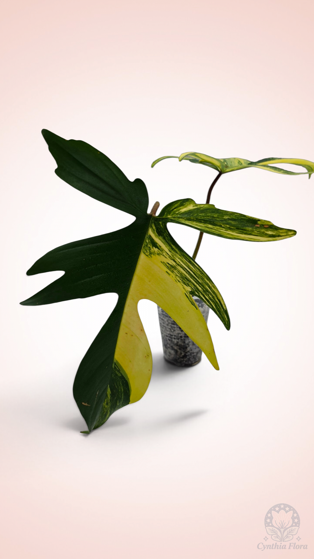 Philodendron Florida Beauty Large