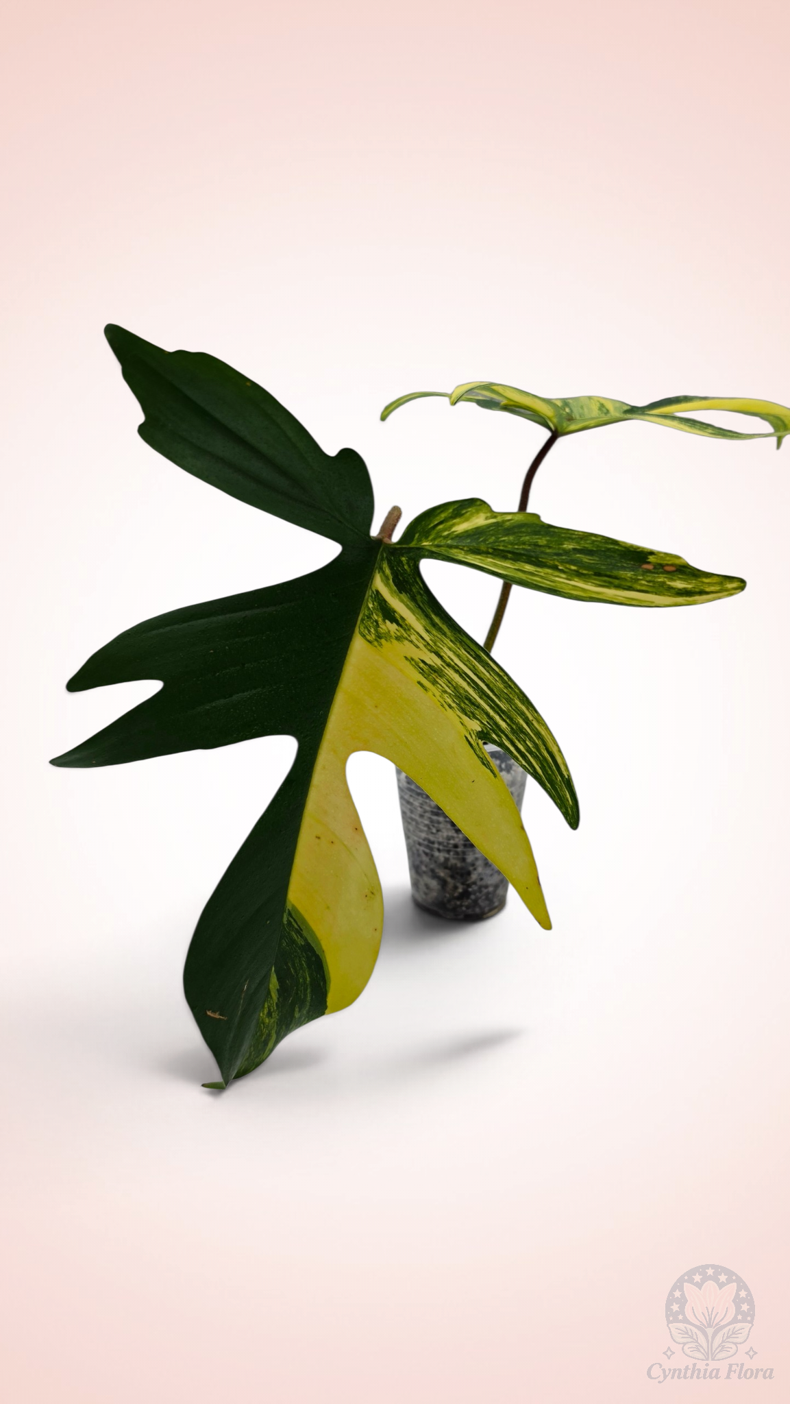 Philodendron Florida Beauty Large