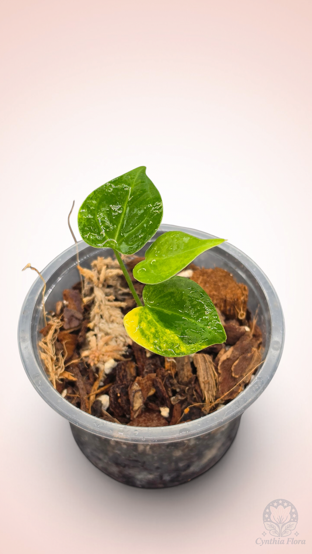 Anthurium Clarinervium Variegated