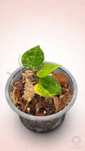 Anthurium Clarinervium Variegated