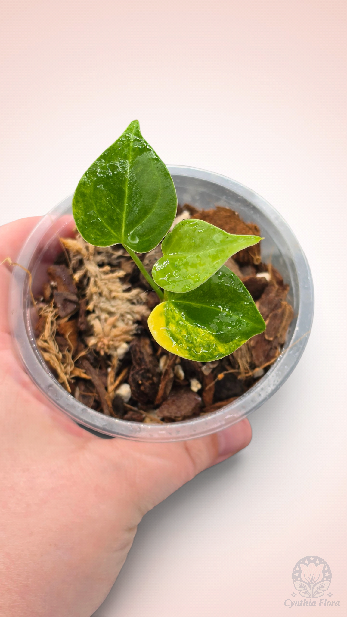 Anthurium Clarinervium Variegated