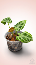 Anthurium Dorayaki Silver Blush