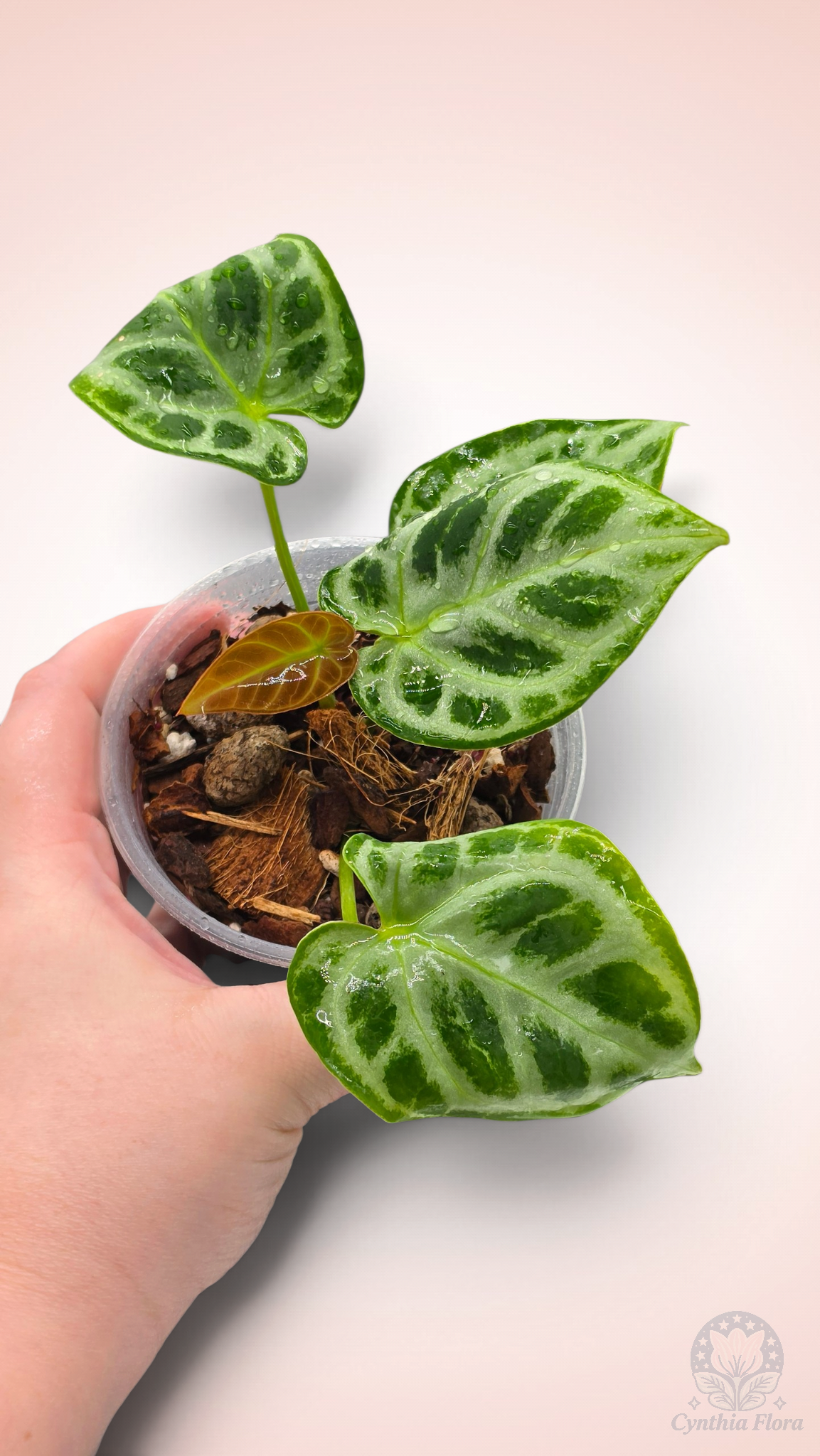 Anthurium Dorayaki Silver Blush