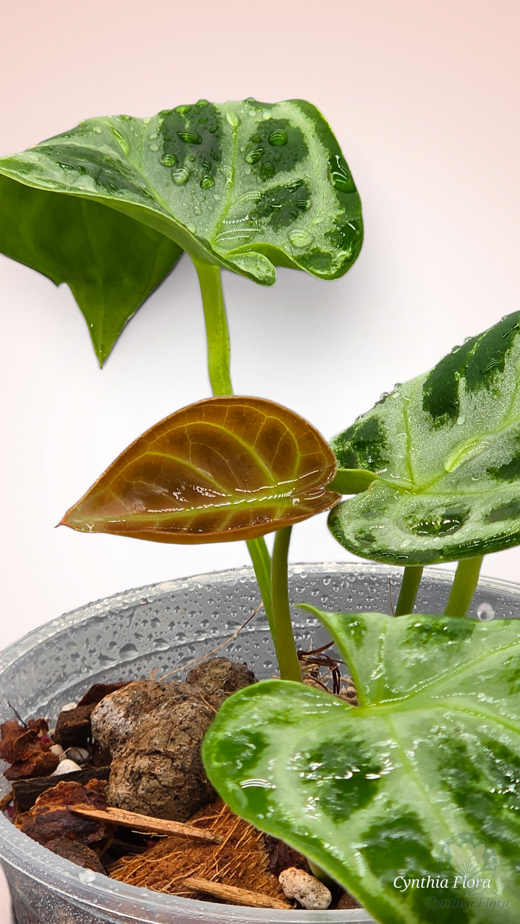Anthurium Dorayaki Silver Blush