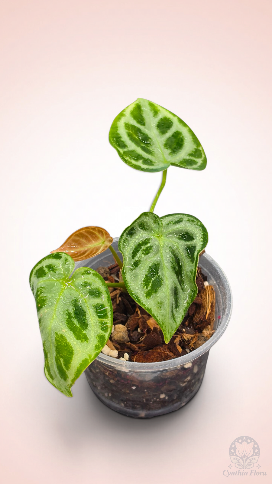 Anthurium Dorayaki Silver Blush