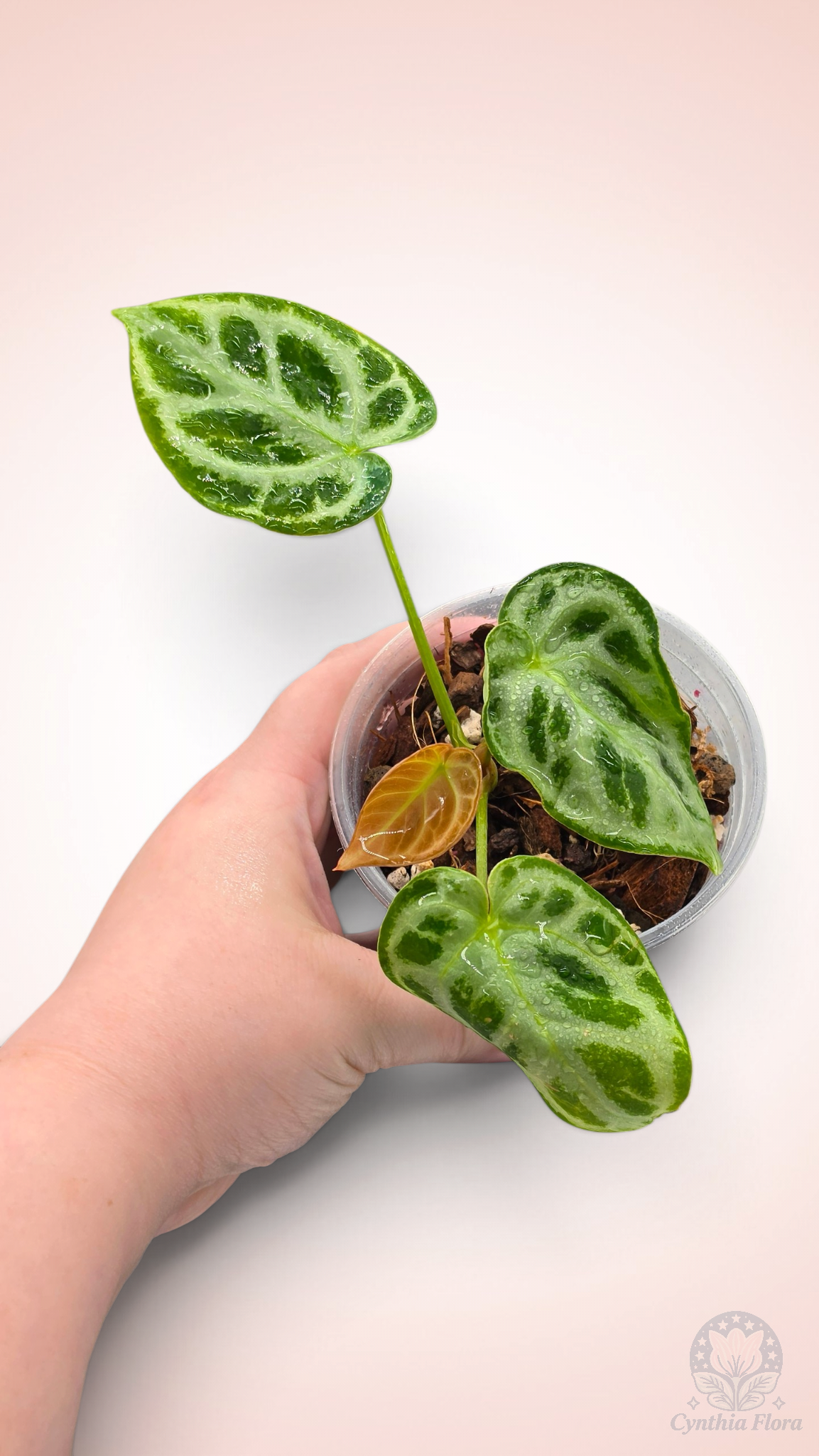 Anthurium Dorayaki Silver Blush