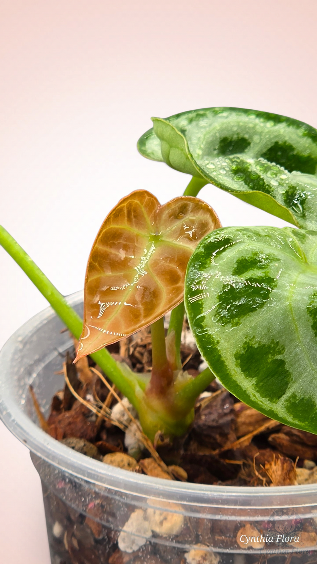 Anthurium Dorayaki Silver Blush