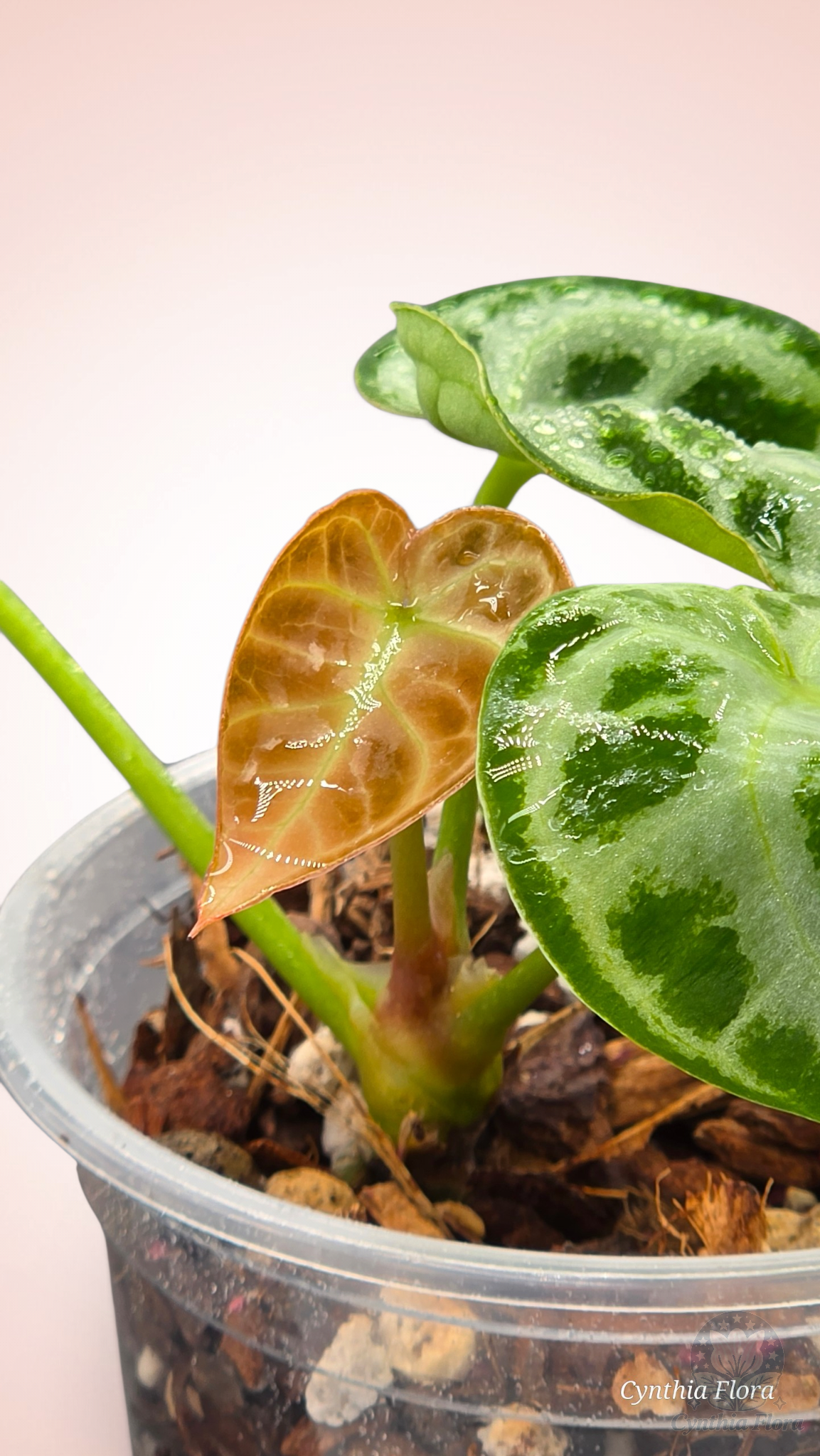 Anthurium Dorayaki Silver Blush
