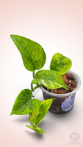 Pothos Lemon Meringue