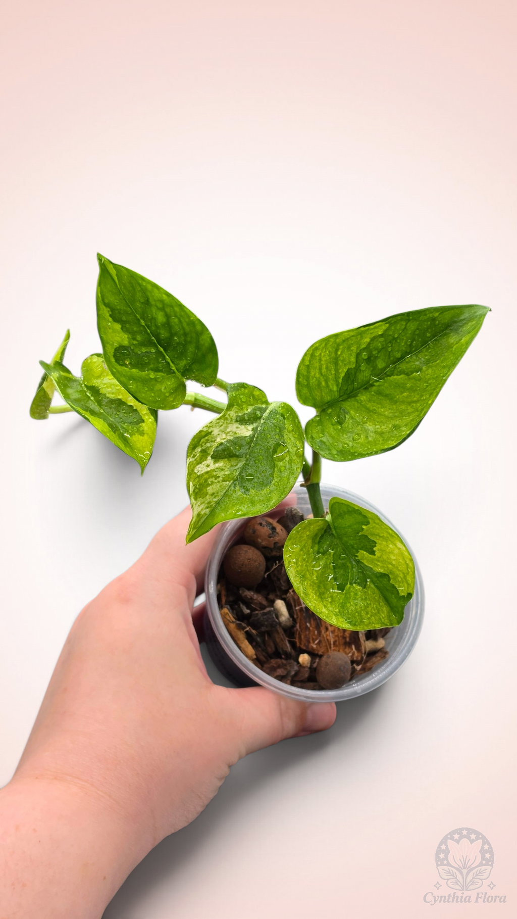 Pothos Lemon Meringue