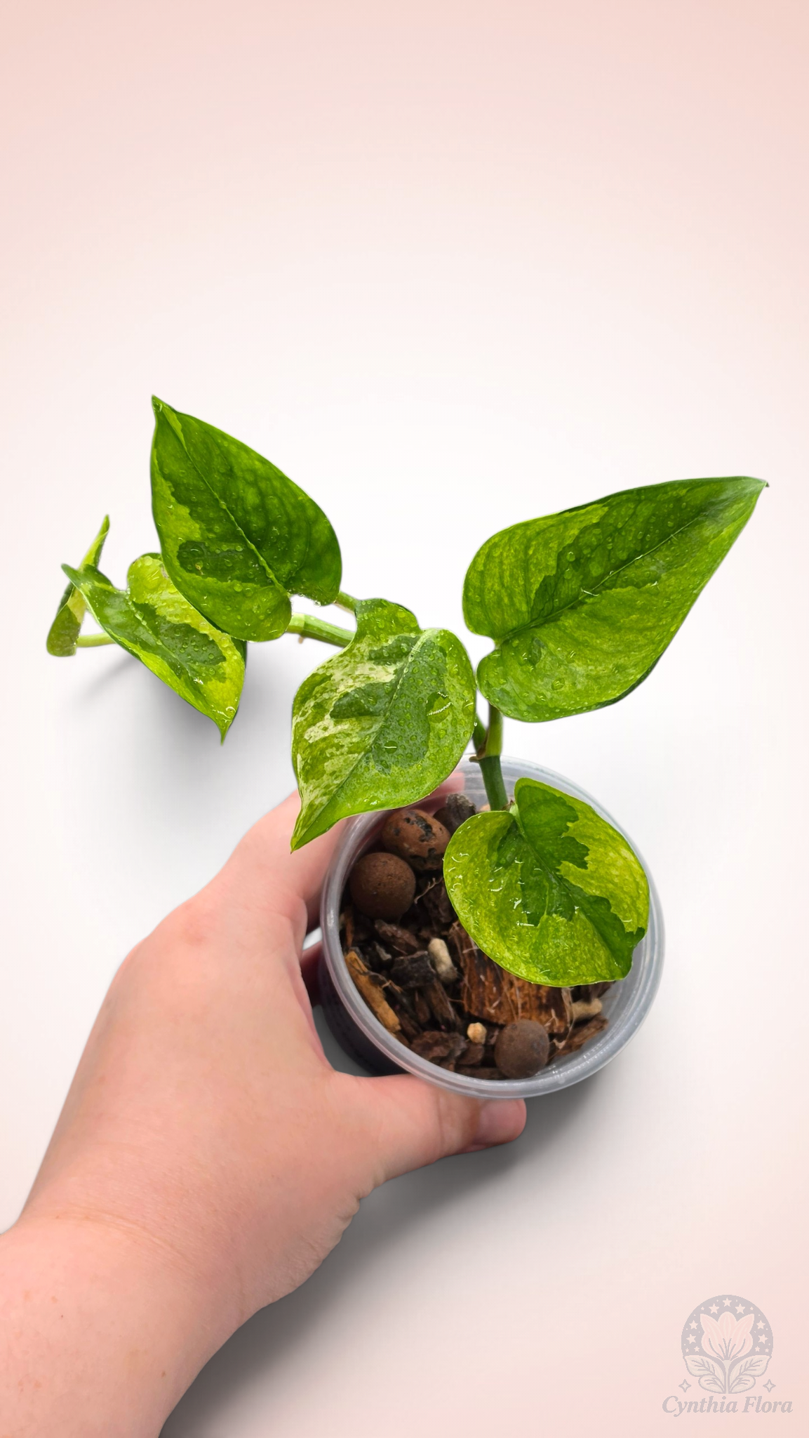 Pothos Lemon Meringue