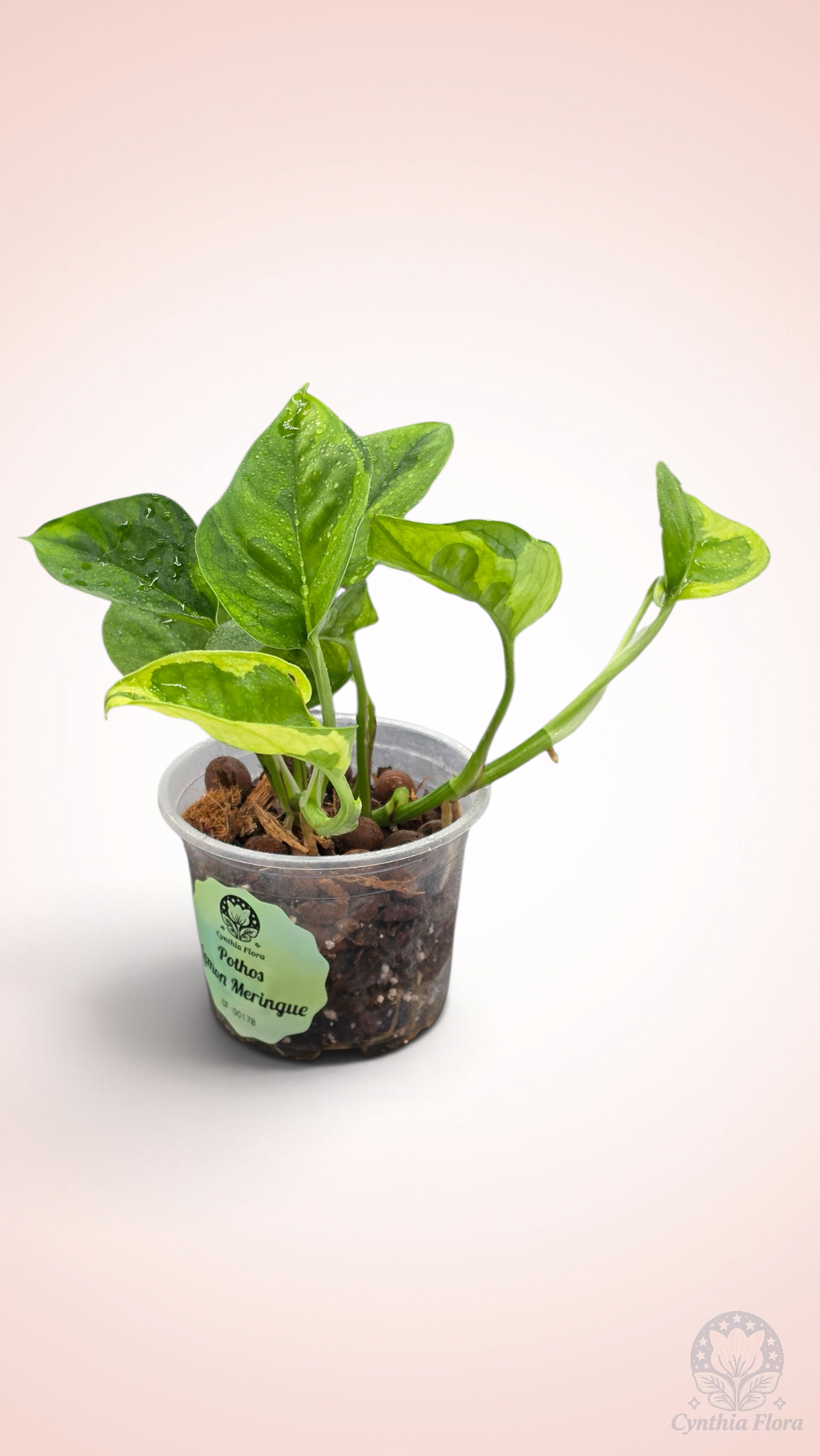Pothos Lemon Meringue