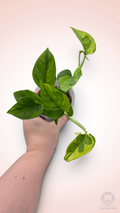 Pothos Lemon Meringue