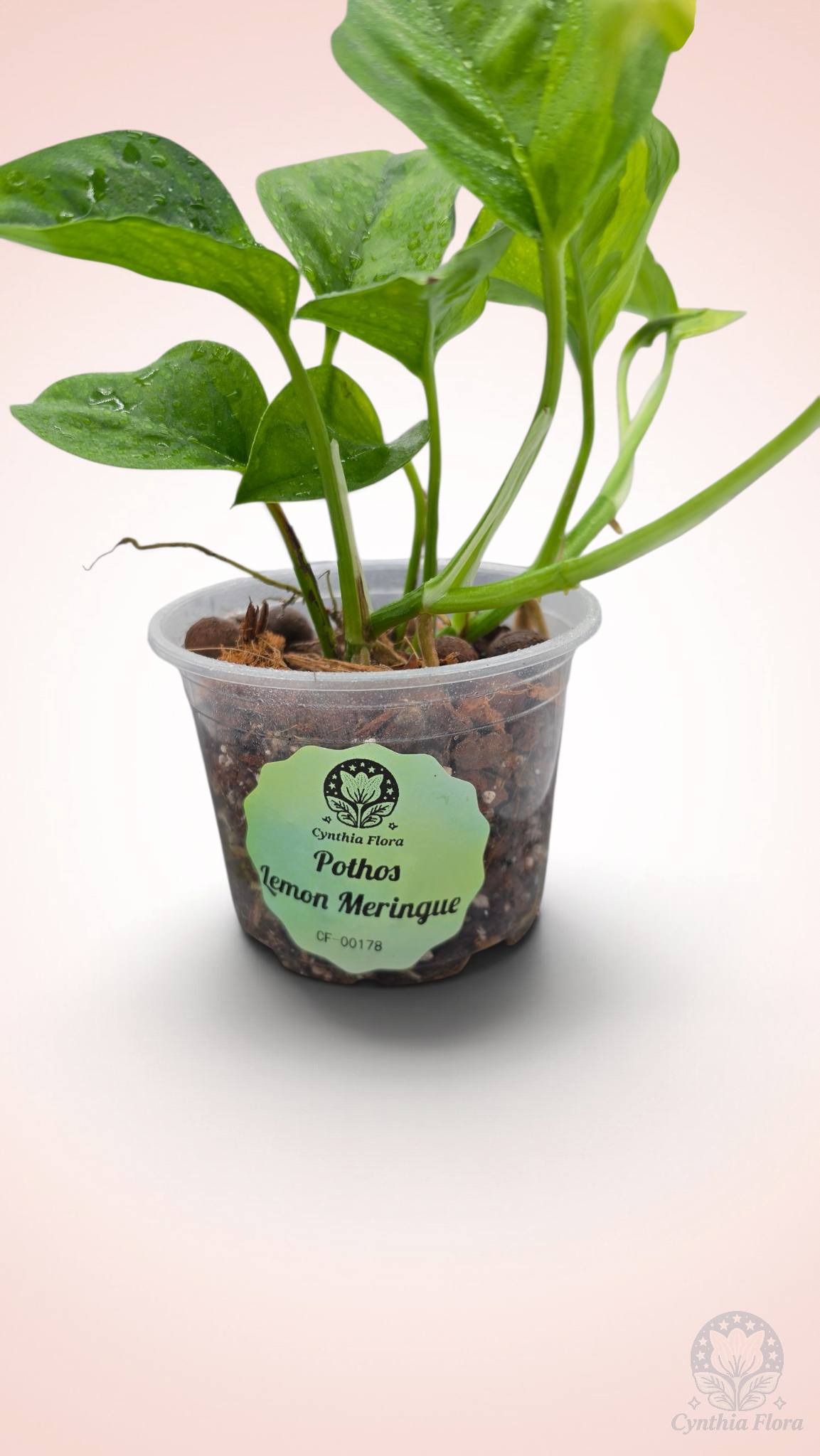 Pothos Lemon Meringue