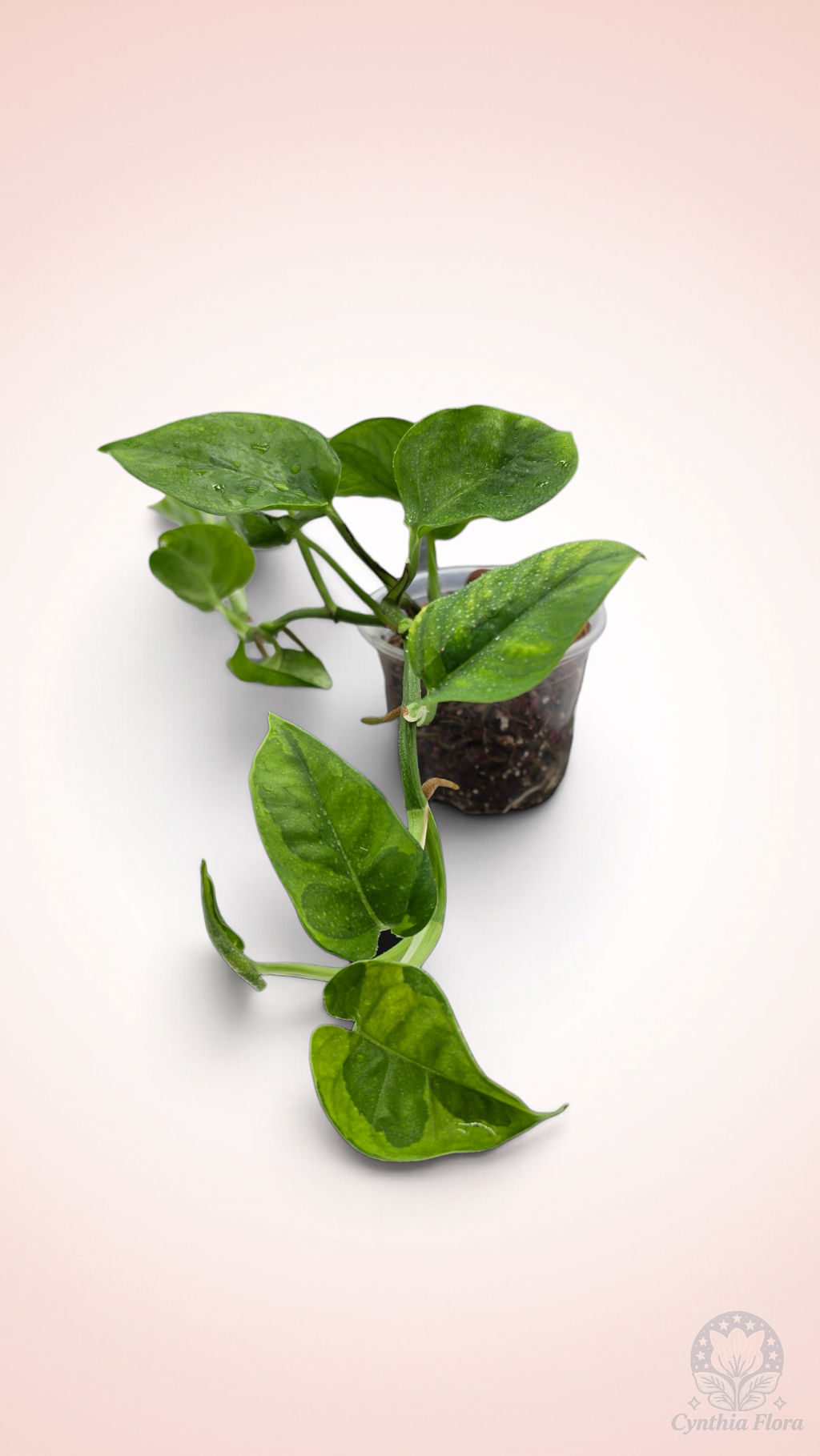 Pothos Lemon Meringue