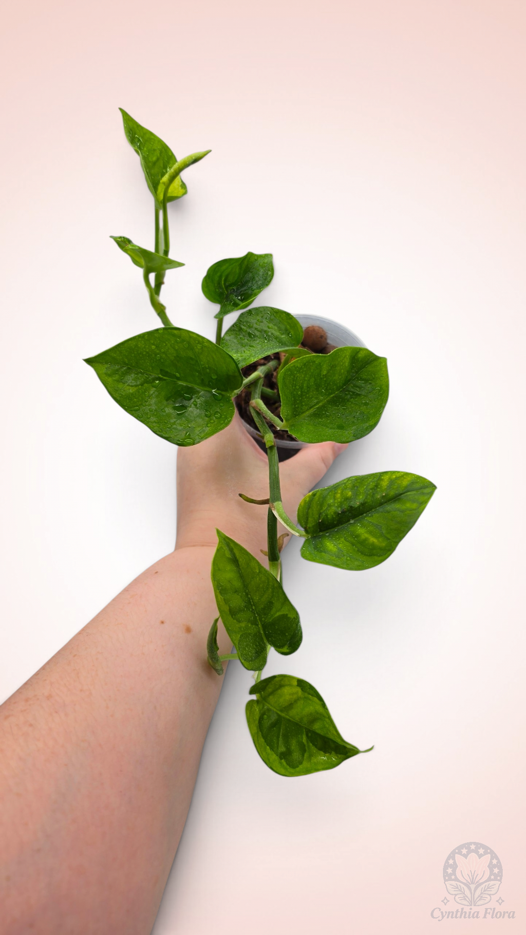 Pothos Lemon Meringue