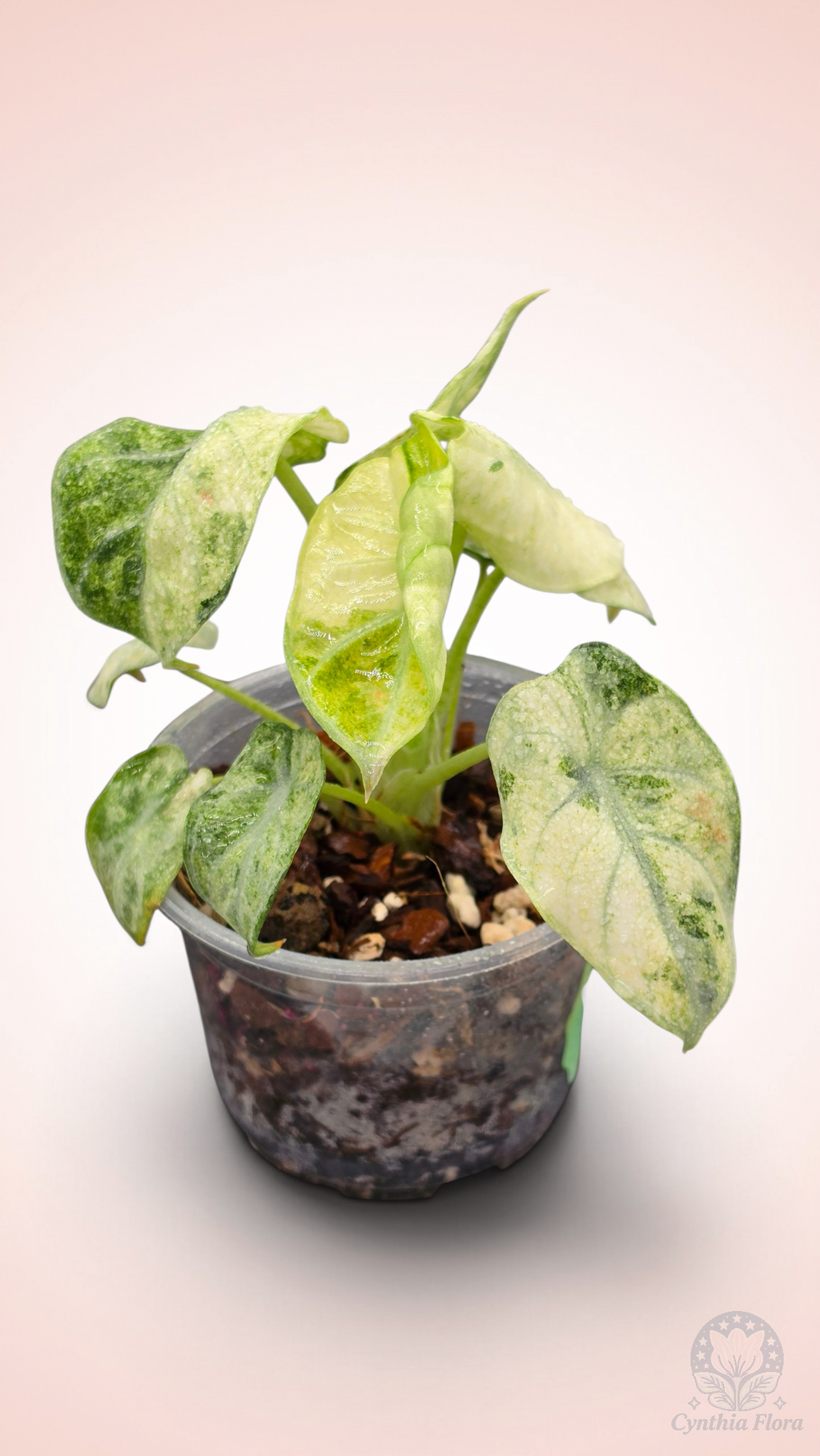 Alocasia Ninja Mint Variegated