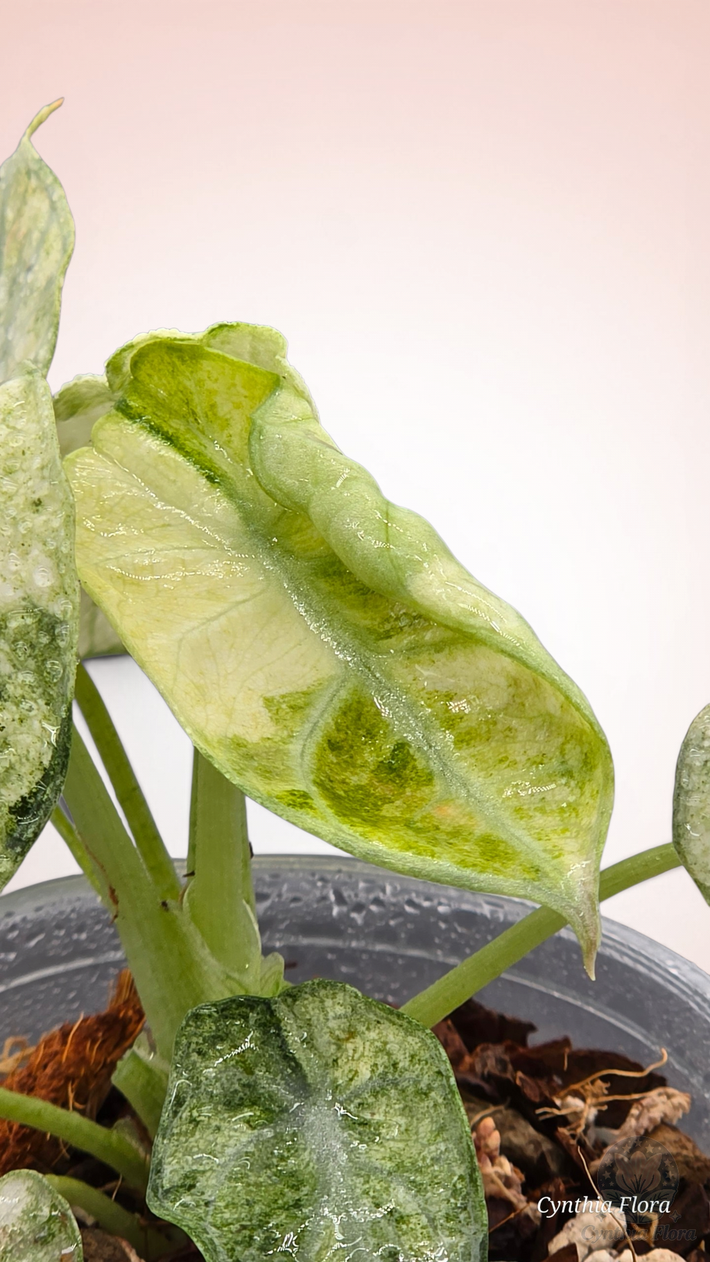 Alocasia Ninja Mint Variegated