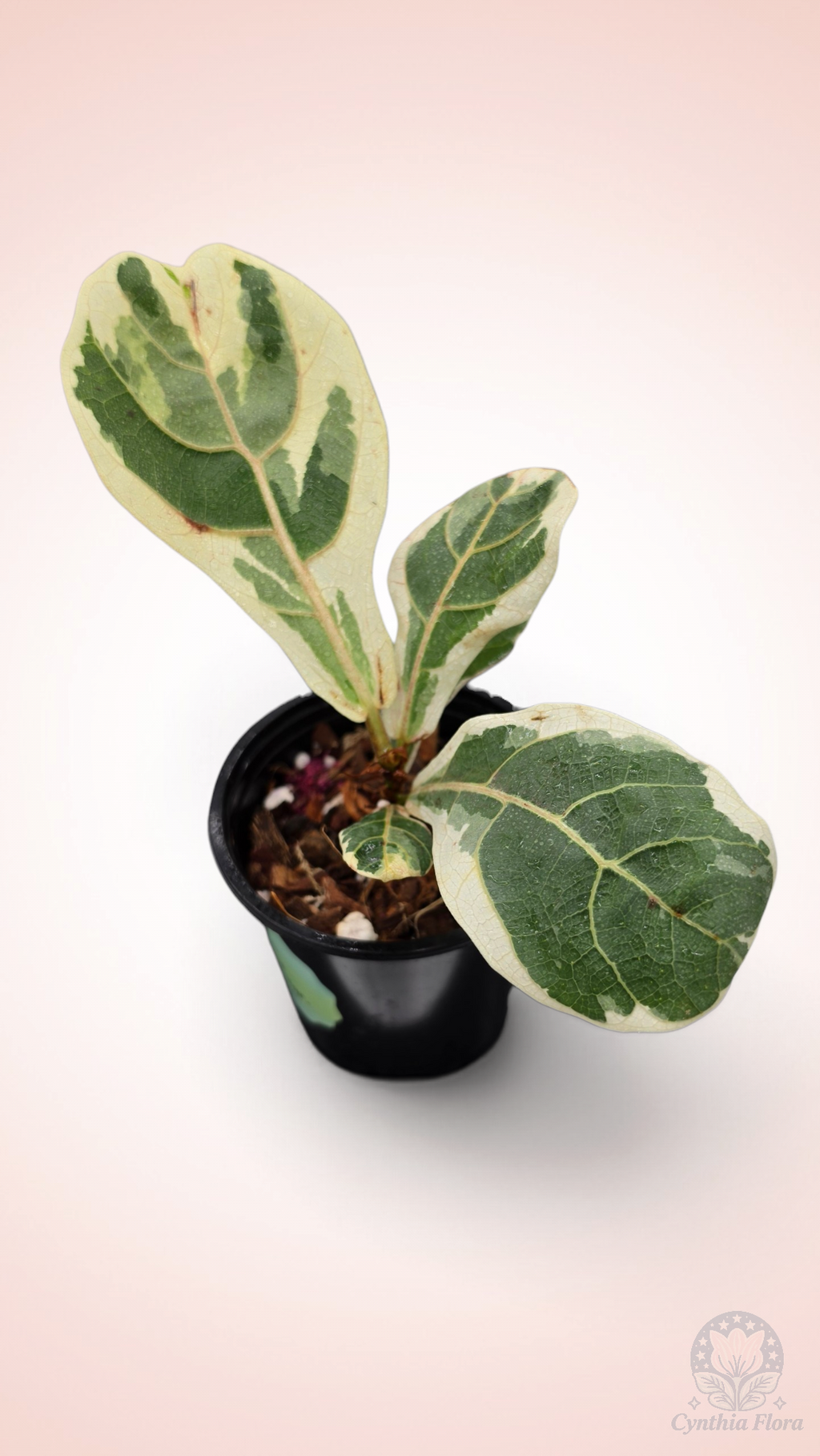 Ficus Lyrata Variegata