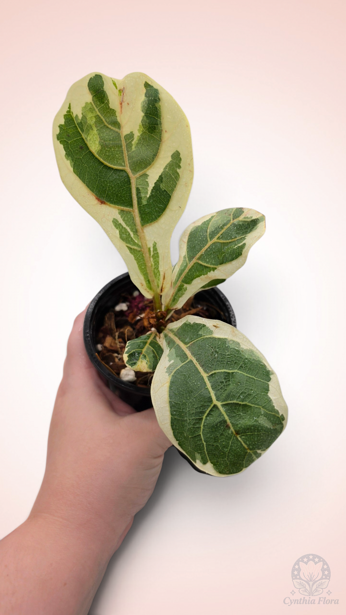 Ficus Lyrata Variegata