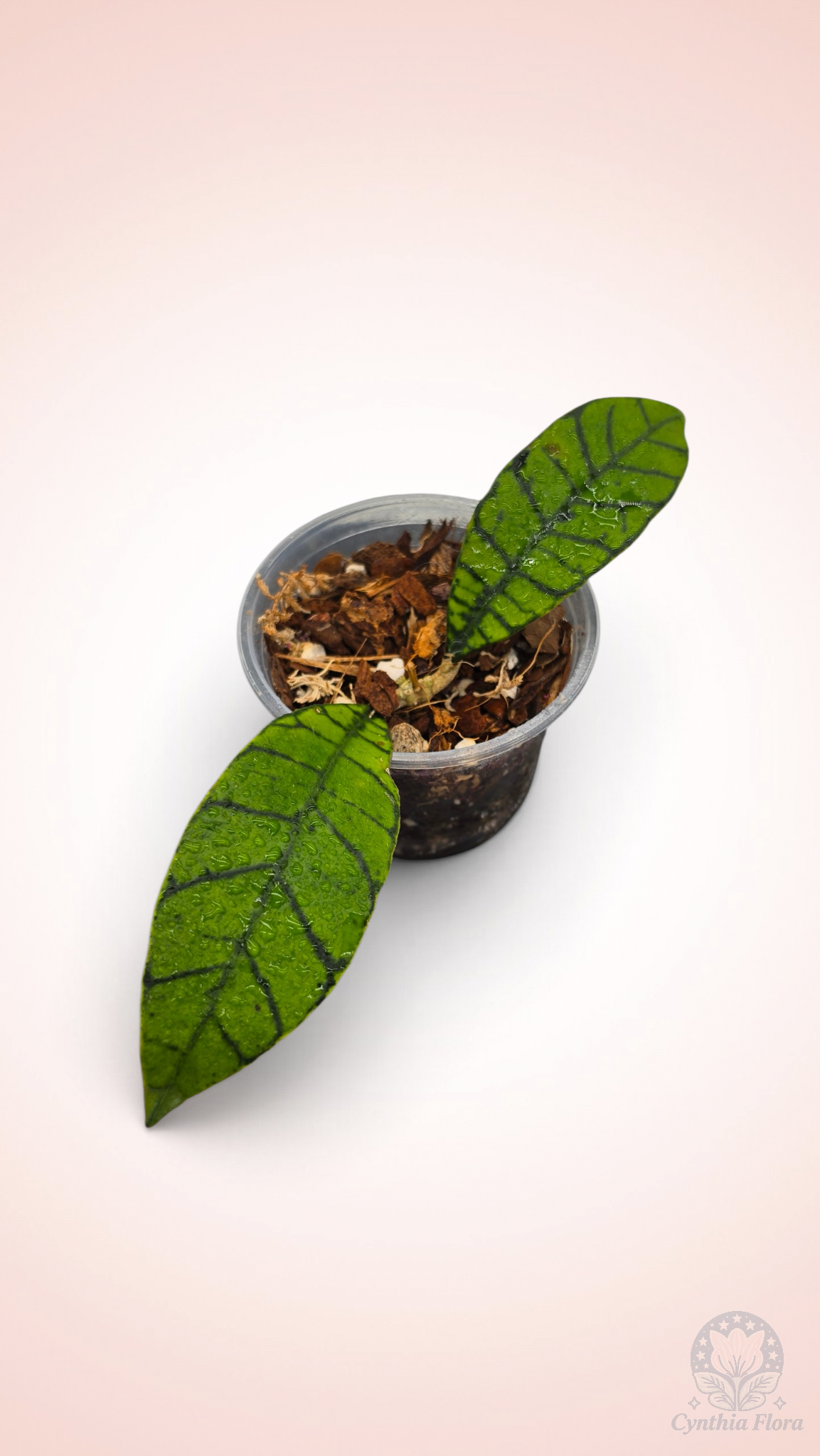 Hoya Callistophylla