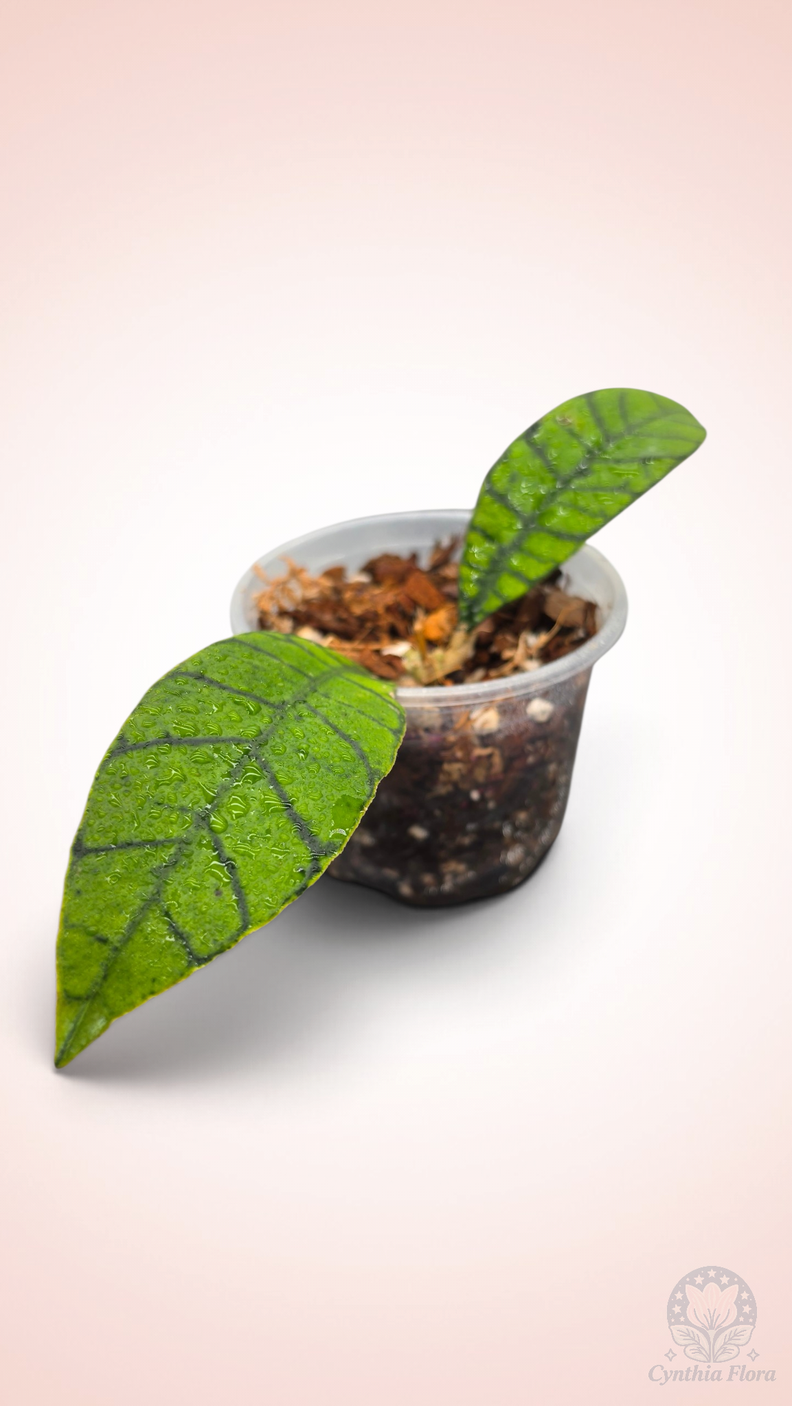 Hoya Callistophylla