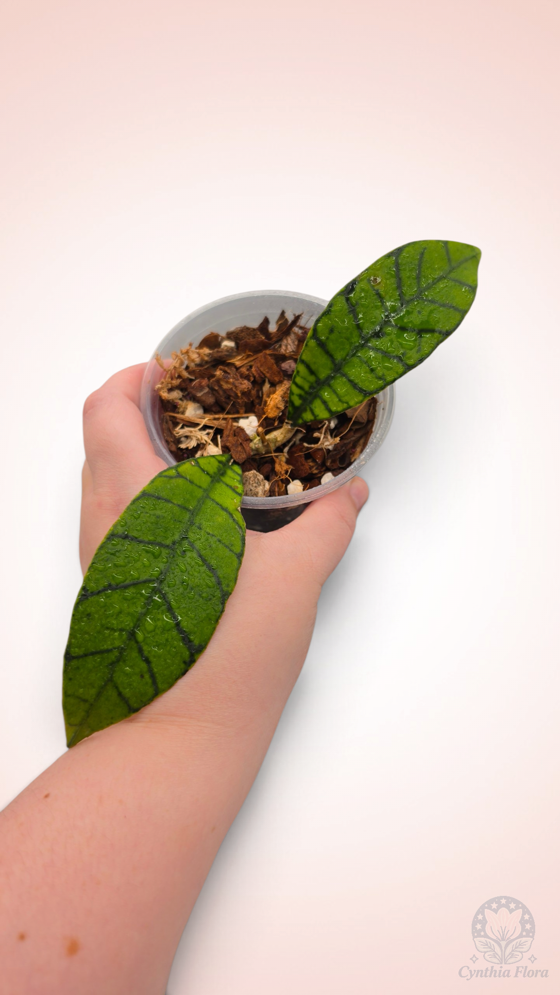Hoya Callistophylla